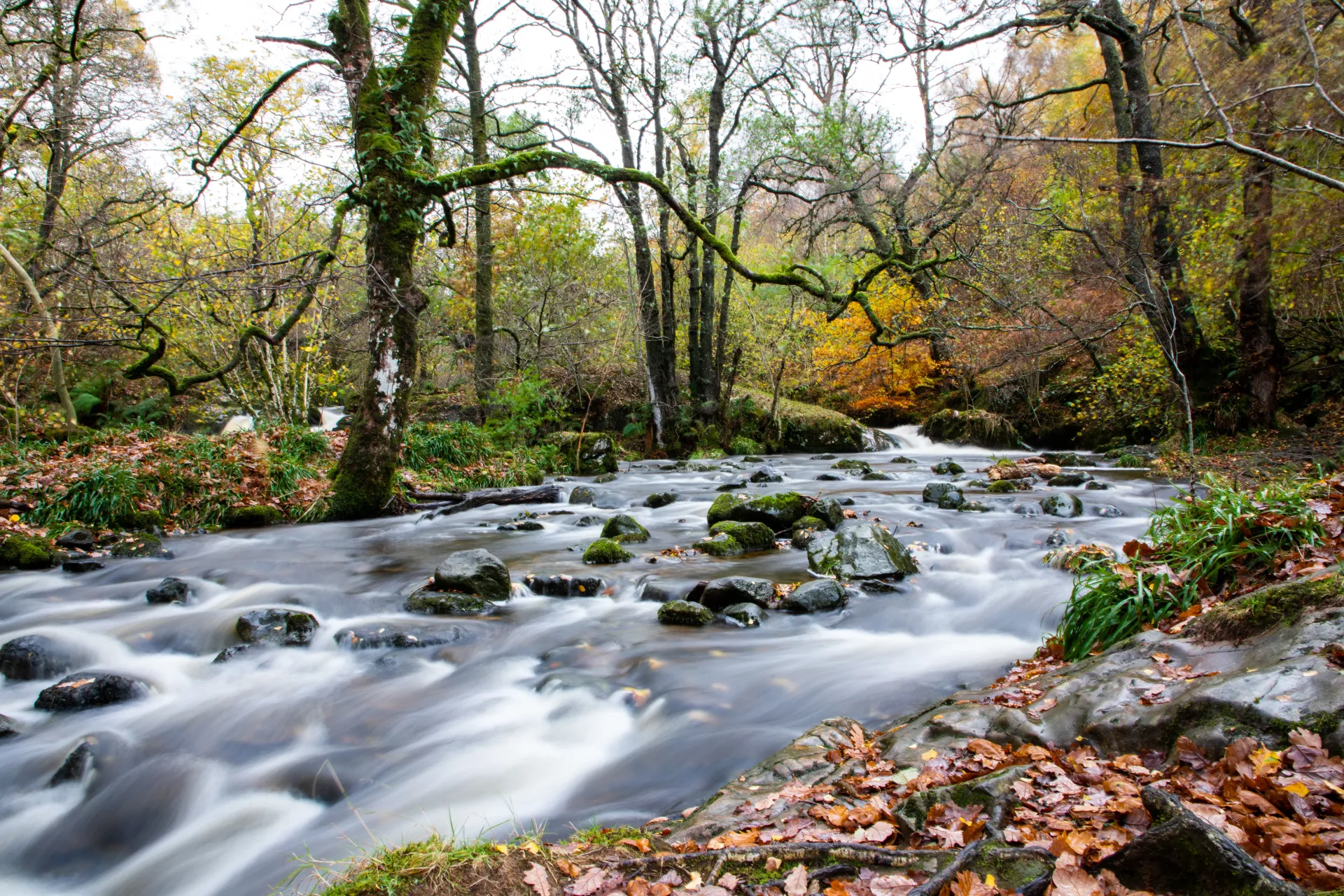 Home Page Background